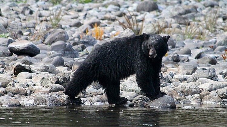 Rogue River Rafting - Oregon Rafting - Black Bear