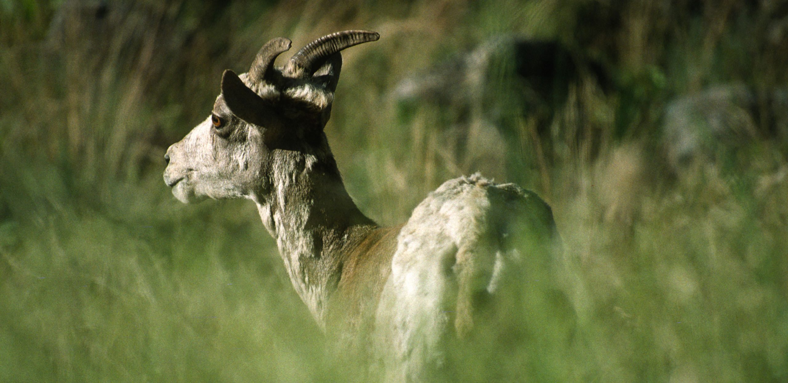 Idaho Salmon - Rafting the River of No Return