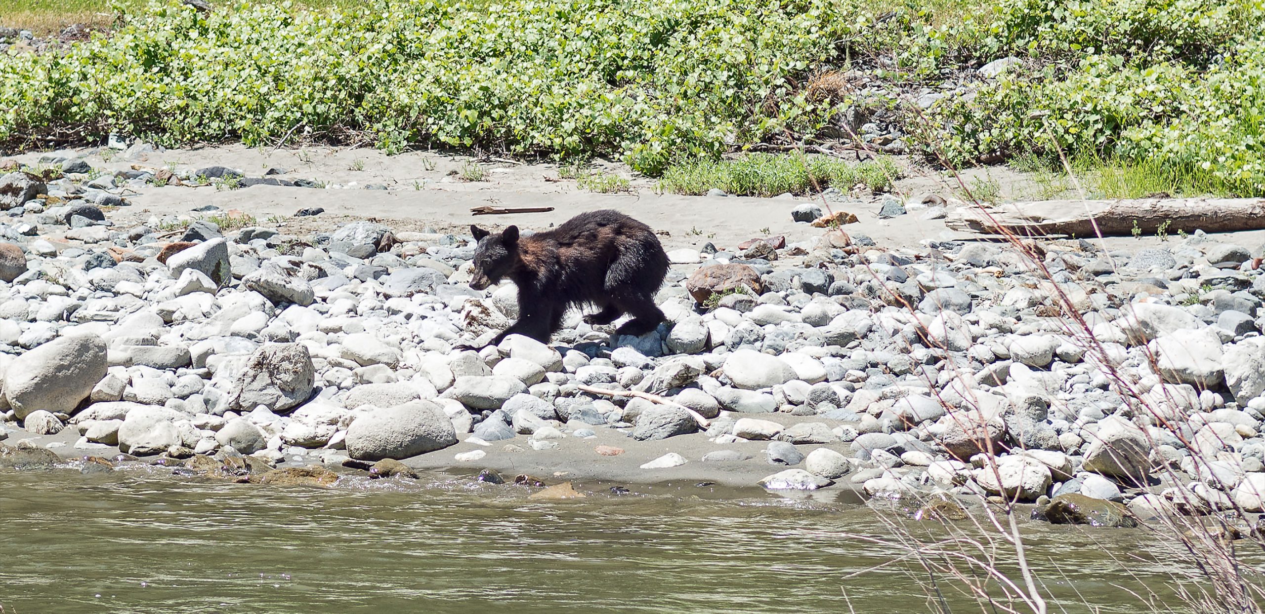 Bear Cub - Lower Klamath River Rafting - California - Wildlife