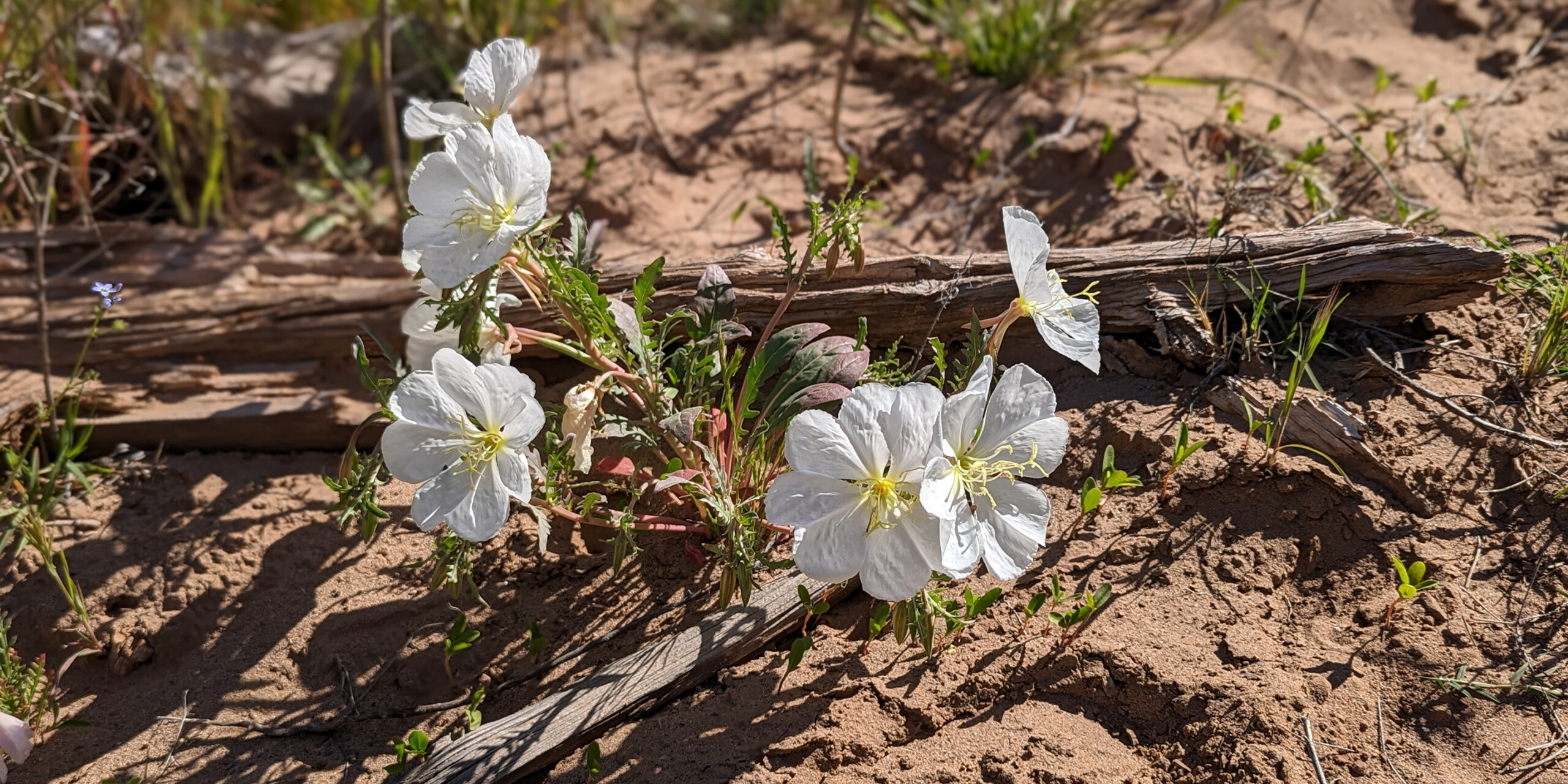 Salt River Rafting - Dessert Wildflowers